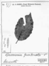 Gnomonia fimbriata image